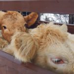 The timing of a vaccination can be just as important as the choice of vaccine when treating cattle, and age of the animals must also be considered. | Jeanette Greaves photo