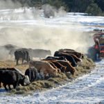 Beef production that emphasizes low residual feed intake, reduced age at slaughter and lower methane emissions from fed cattle is one way to reduce carbon emissions in agriculture. | File photo