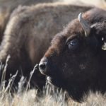 Canadian bison producers were challenged to think differently about the animals they raise during a presentation at their annual convention last week. | File photo