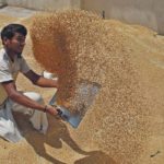 A worker sifts wheat inside the market yard of the Agriculture Product Marketing Committee on the outskirts of the western Indian city of Ahmedabad in this photo from 2010. Indian wheat production is expected to jump next year. | REUTERS/Amit Dave photo