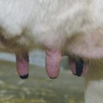 EIO Diagnostics’ hand-held scanning device uses multispectral imaging to assess the health of an udder. | File photo