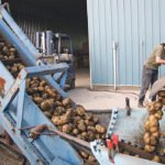 This year Prince Edward Island processing plants are bringing in potatoes from Alberta and will likely seek supplies from south of the border as well. | File photo