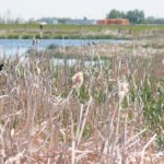 Ducks Unlimited and other groups are pleased by new legislation to protect wetlands in Manitoba.
| File photo