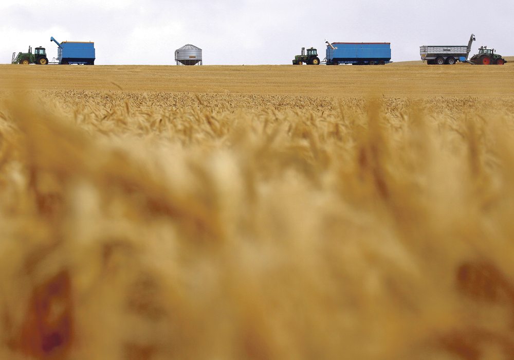 A severe drought has reduced the wheat forecast by six percent and is well below last year’s record 35 million tonnes.  |  Reuters photo
