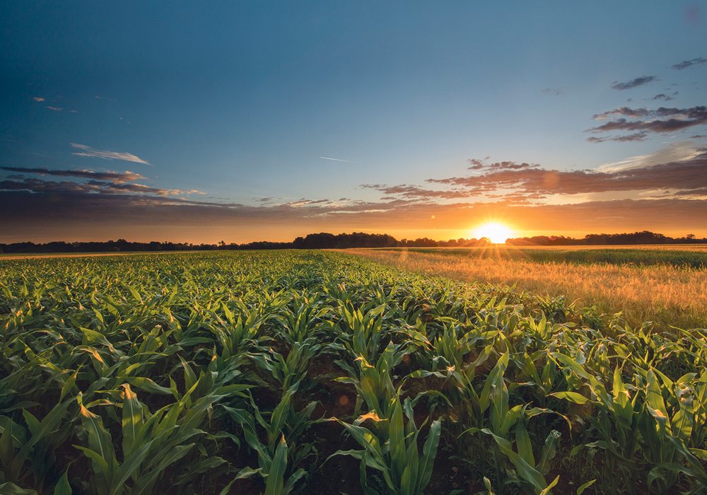 Analyst believes in truth of adage “low prices will solve low prices.” |  File photo