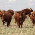 Saskatchewan has announced another incentive program as it tries to sell agricultural crown land. | File photo