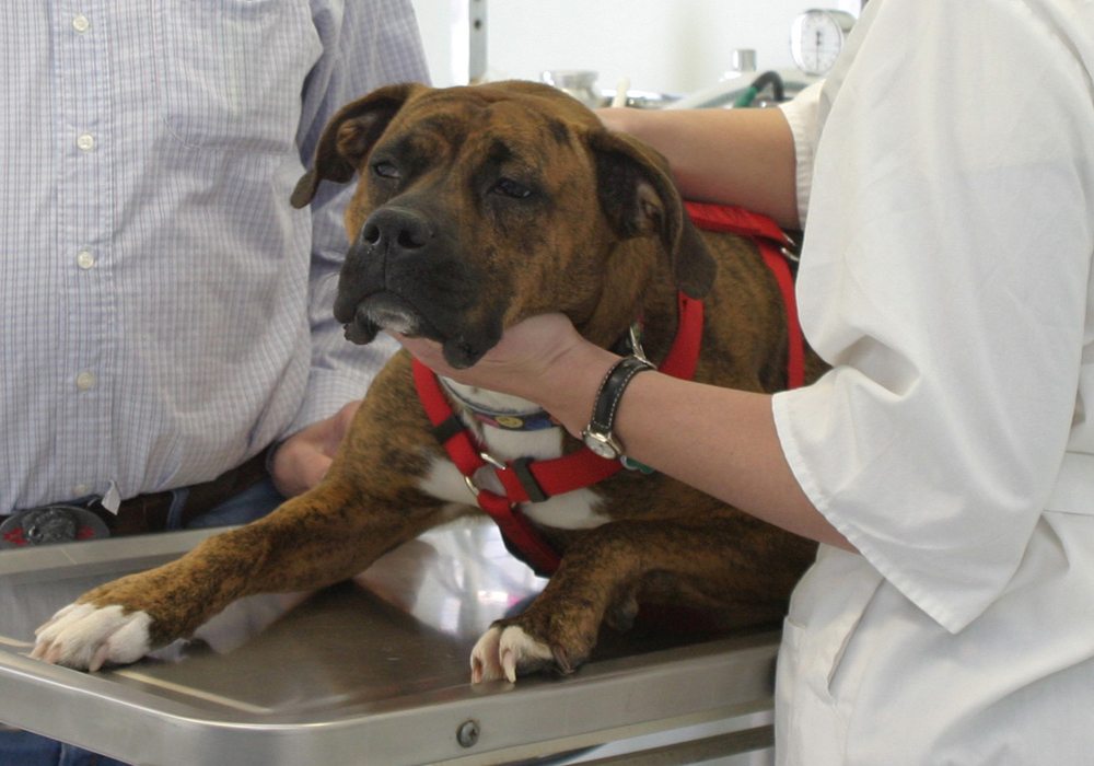 Alberta veterinarians have taken issue with proposed provincial government legislative changes that they say were made without consultation and that they fear will negatively affect animal care and welfare. | File photo
