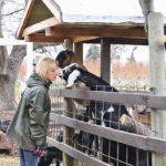 Heide Held originally added Nubian dairy goats to her Hillside Orchards’ farm store near Oliver, B.C., due to her children’s milk allergies. | Karen Morrison photo
