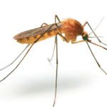 New biotech advancement allows scientists to reduce and even eradicate certain species, such as weeds or disease-causing insects, prompting a significant environmental debate. | Getty image