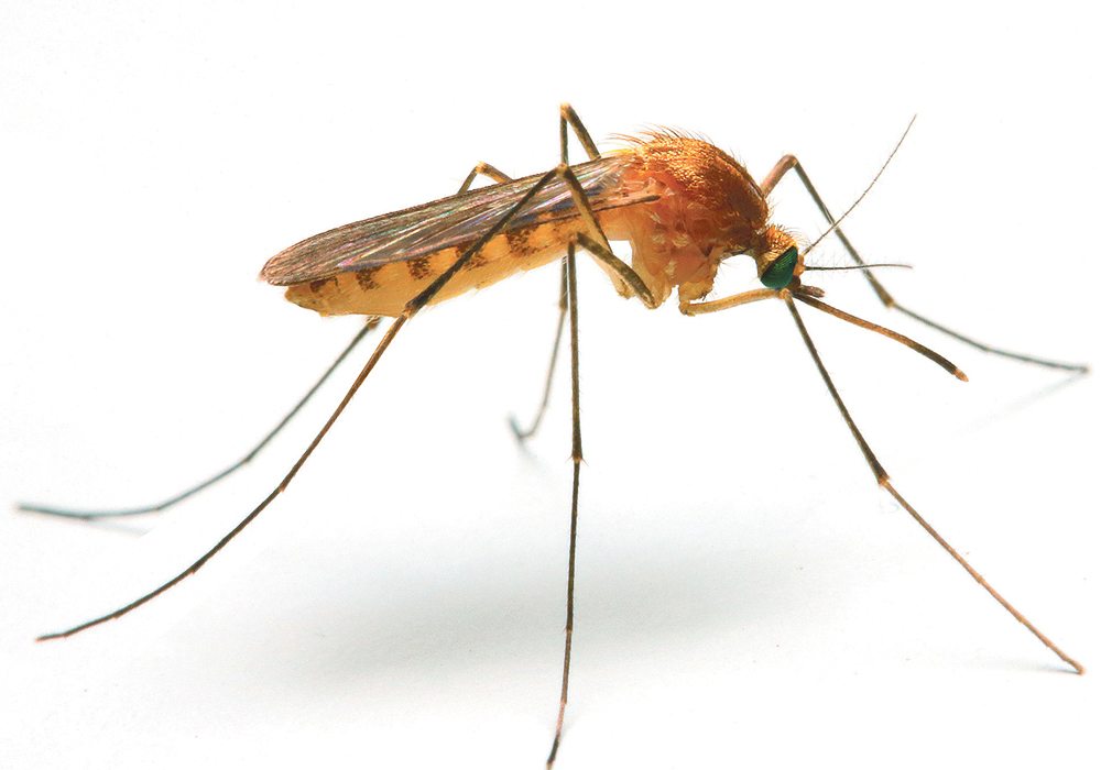 New biotech advancement allows scientists to reduce and even eradicate certain species, such as weeds or disease-causing insects, prompting a significant environmental debate. | Getty image