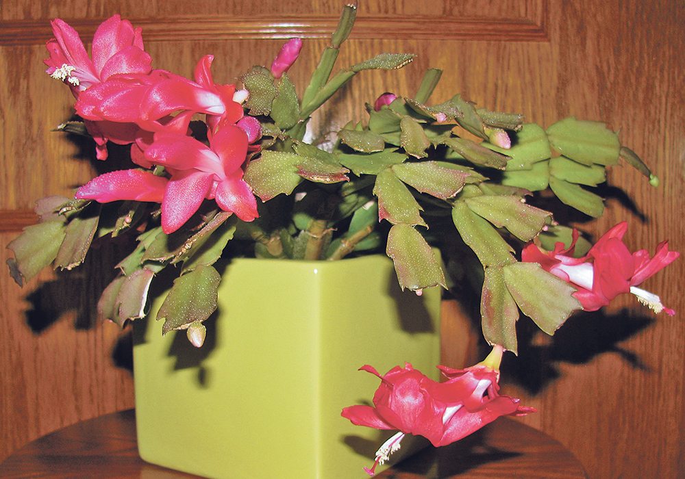 Christmas cacti come in a variety of colours.  |  Lorna McIlroy photo