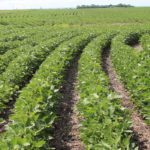 DTN analyst expects a year over year 13 percent drop in corn prices , but soybean picture looks brighter. | File photo