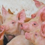 Dr. Julia Keenliside, veterinary epidemiologist with Alberta Agriculture, said the U.S. reported 200 cases of Seneca Valley Virus in 2015, but in 2017 there were 300 cases reported in Wisconsin alone. | File photo