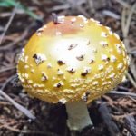 The largest living organism in the world is this honey fungus mushroom found in Oregon. The underground network measures 5.5 miles across and is believed to be more than 2,000 years old. | Mississippi State University photo