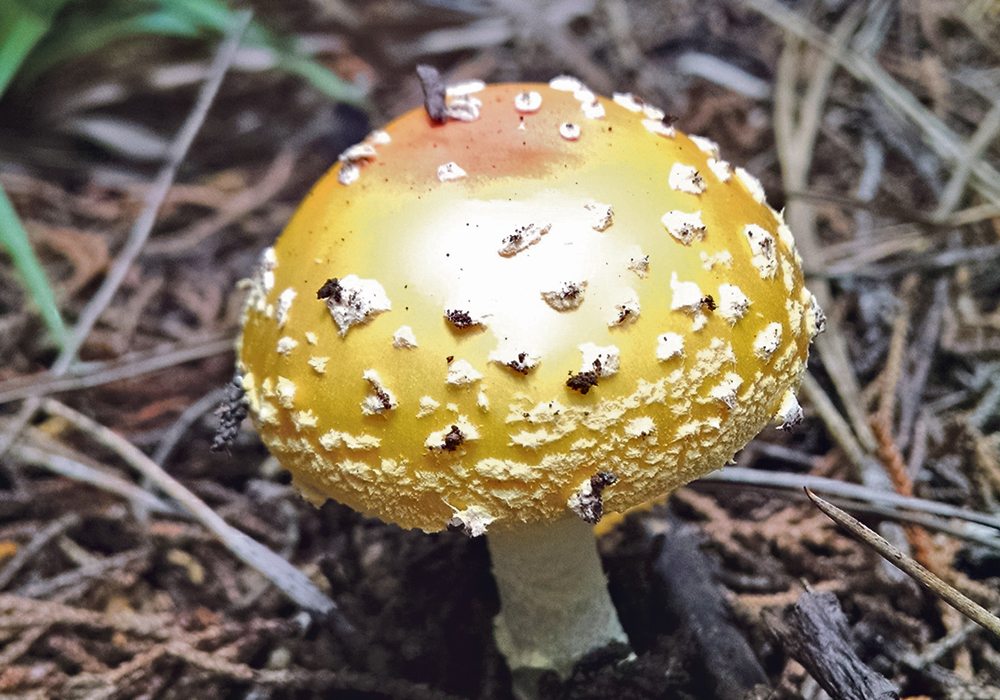 Giant Mushroom Oregon All Mushroom Info