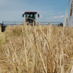 Barley is Canada’s fourth largest crop, but in 2017 production was less than eight million tonnes compared to the 2013 harvest of 10.2 million tonnes. It has been in decline for almost two decades.
| File photo