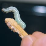 Agriculture Canada’s field guide, Cutworm Pests of Crops on the Canadian Prairies, can be found online. | File photo