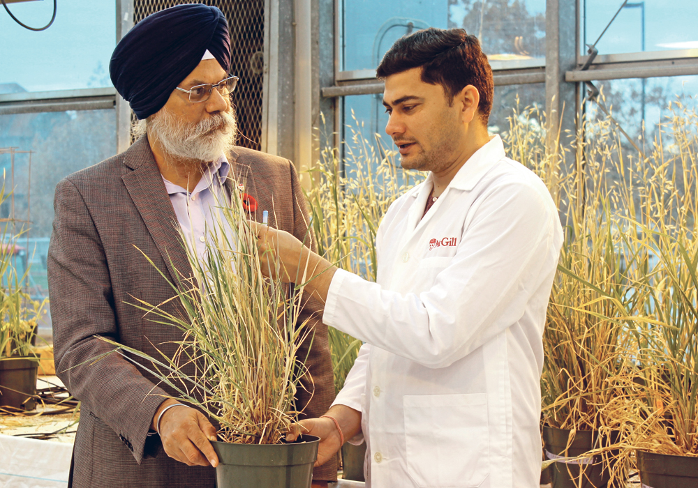RIGHT: Dr. Rajiv Tripathi and Prof. Jaswinder Singh discuss the interaction of a newly identified protein, TLP8, with beta-glucan and their value in the malting and food industry.  |  Irfan Iqbal photo