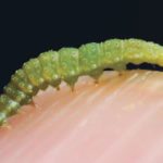 A Cornell researcher is testing a novel approach to control diamondback moths, a major pest of brassica crops including cabbage, broccoli and canola. | File photo