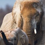 Researchers are developing safe light and noise-based deterrants to keep unwanted animals such as elephants from devastating crops. | Getty photo