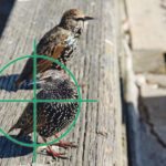 European starlings are known varmints in British Columbia. They can decimate cherry crops if not managed. | Investment Agriculture Foundation of British Columbia photo