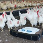 Like a fox in the henhouse, Spoutnic keeps chickens on their toes. Preventing chickens from becoming lethargic means broilers put on weight quicker and layers have fewer floor eggs. | Tibot Technologies photo