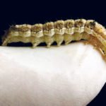 The cotton bollworm moth (helicoverpa armigera) is categorized as the world’s worst agricultural pest because it is resistant to nearly every class of chemical pesticide. Scientists are close to a breakthrough that could lead to new ways of controlling the bollworm moth, which causes $5 billion of damage to crops around the world every year. In a project funded by the Commonwealth Scientific and Industrial Research Organisation (CSIRO) and the University of Melbourne, researchers are now working to sequence its genome, with results expected in about four months. | REUTERS/Mick Tsikas photo
