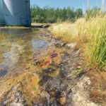 Plants growing on historically contaminated sites, such as this oil production facility in northeastern B.C., have been collected for the isolation of new endophytes that may help in site remediation and reclamation. | Timothy Repas photo