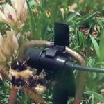 A St. Louis, Mo., research team plans to develop an app that would work in conjunction with acoustic listening systems that producers could use to track pollinator activity in their fields. | Nicole Miller-Struttmann photo