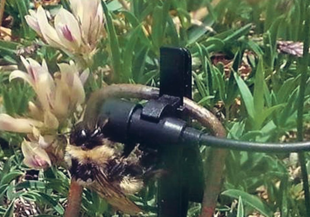 A St. Louis, Mo.,  research team plans to develop an app that would work in conjunction with acoustic listening systems that producers could use to track pollinator activity in their fields.  |  Nicole Miller-Struttmann photo