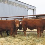 Producers can improve commercial herds by knowing the sires of calves and their ancestries, but they have to see value in it. | File photo