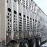 Alberta Farm Animal Care has released preliminary results of a compromised cattle benchmarking project in which the condition of animals arriving at auction markets, provincial abattoirs and a federal meat plant were evaluated for a year. | File photo