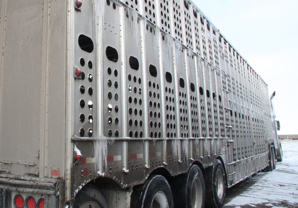 Alberta Farm Animal Care has released preliminary results of a compromised cattle benchmarking project in which the condition of animals arriving at auction markets, provincial abattoirs and a federal meat plant were evaluated for a year. | File photo