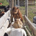 Abortions are the primary sign of Q-fever infection in small ruminants such as goats. | File photo