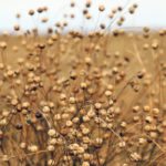 Growers seeking higher flax yields should focus on using agronomic practices that lead to more bolls per plant. | File photo