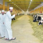 Baladna Farm currently has a herd of 1,800 Holstein cows, but the goal is to run a herd of 14,000 cows. | Baladna Farm photo