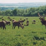 New federal rules are designed to do a better job of managing chronic wasting disease in farmed cervids, including elk. | File photo