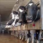 At the Manitoba Dairy Conference, a string of supply management supporters expressed belief that their industry structure can survive the attacks it constantly faces.
| File photo