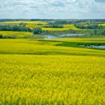 Canadian canola growers will continue to have unfettered access to the European Union’s biodiesel market.
| File photo
