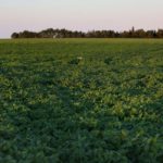 The shift to soybeans and corn in Manitoba may be causing a shift in the province’s weed population.
| File photo