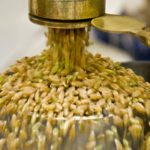 Under the the Italian policy, Canadian durum destined for Italy would need to be segregated and labelled, adding significant costs to processors and end users. | File photo