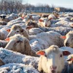 Few drugs are approved for worm control in sheep, but veterinarians can request a special permit. | Becky Cowan photo