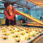 Nadine Stielow, owner of Thiel’s Greenhouses, checks in on how her tester greens are doing. | Jeremy Simes photo