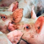 Strong consumer demand for pork also bodes well for hog prices. | File photo