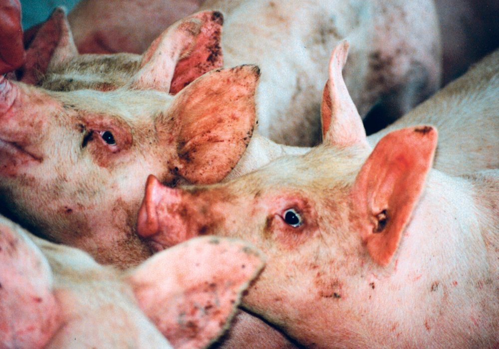 Strong consumer demand for pork also bodes well for hog prices.  |  File photo