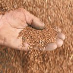 The Flax Council of Canada says closing its office was financially necessary. | File photo
