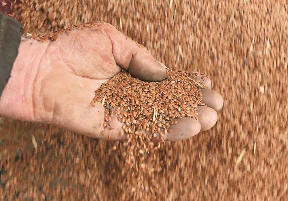 The Flax Council of Canada says closing its office was financially necessary.  |  File photo