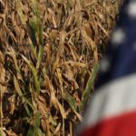 Today's USDA World Agricultural Supply and Demand Estimates aren't coming as a big surprise to the industry, but the big yellow cereal was bigger than predicted in the middle of December. | File photo