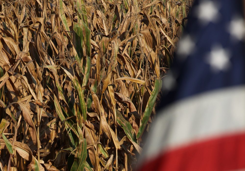 Today's USDA World Agricultural Supply and Demand Estimates aren't coming as a big surprise to the industry, but the big yellow cereal was bigger than predicted in the middle of December. | File photo