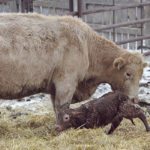 Not all cows need help giving birth, but when it’s required, the proper equipment is vital. | File photo